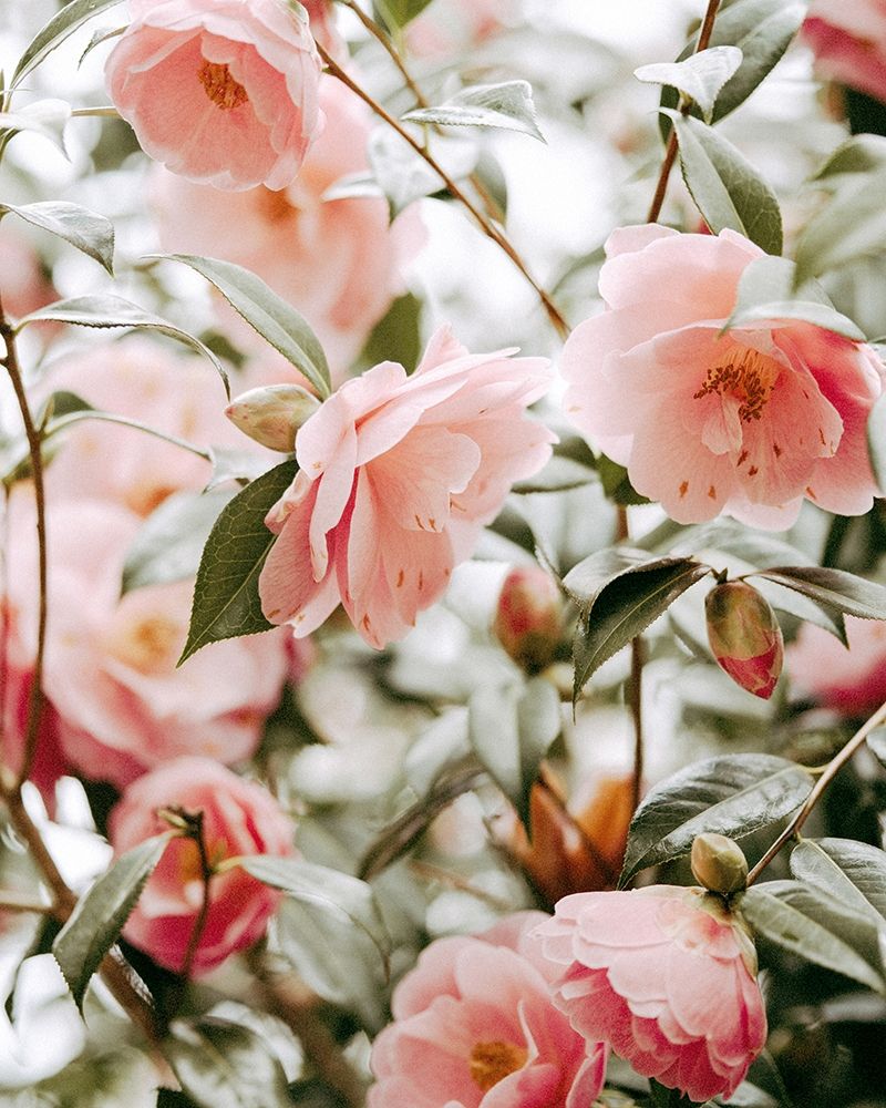 Moody Pink FLorals 16x20 art print by Leah Straatsma for $57.95 CAD