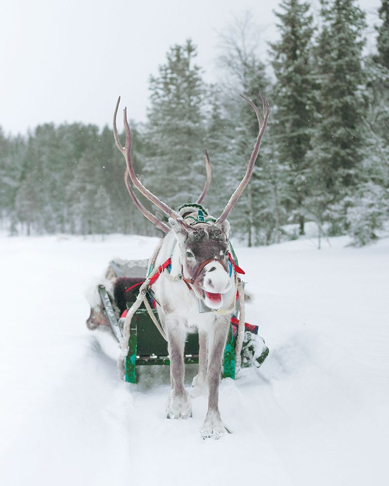 Reindeer and Sled art print by Leah Straatsma for $57.95 CAD
