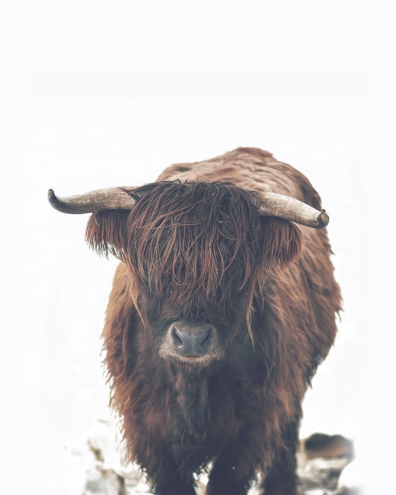 Winter Highland Cow art print by Leah Straatsma for $57.95 CAD