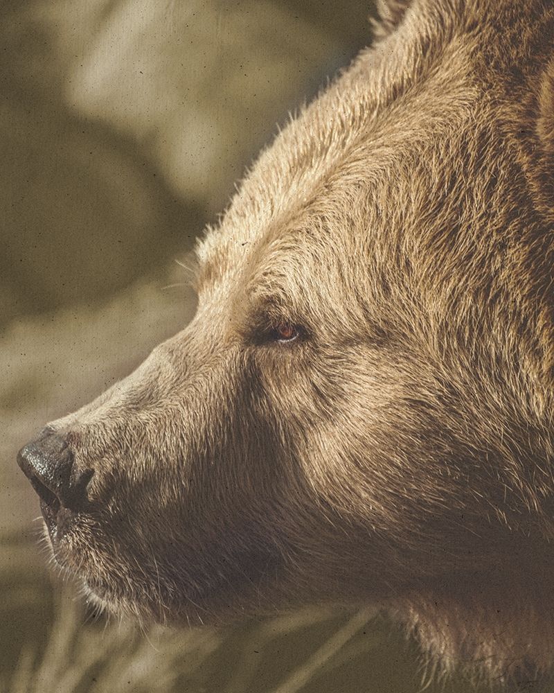 Stare Down Bear art print by Leah Straatsma for $57.95 CAD
