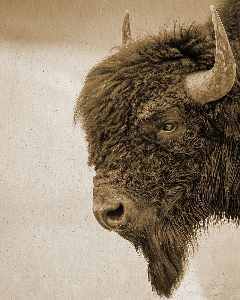 Textured Bison art print by Leah Straatsma for $57.95 CAD