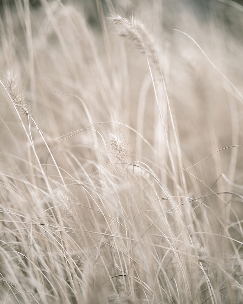 Pale Grass art print by Leah Straatsma for $57.95 CAD