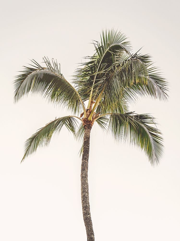 Rosy Palm Tree art print by Leah Straatsma for $57.95 CAD