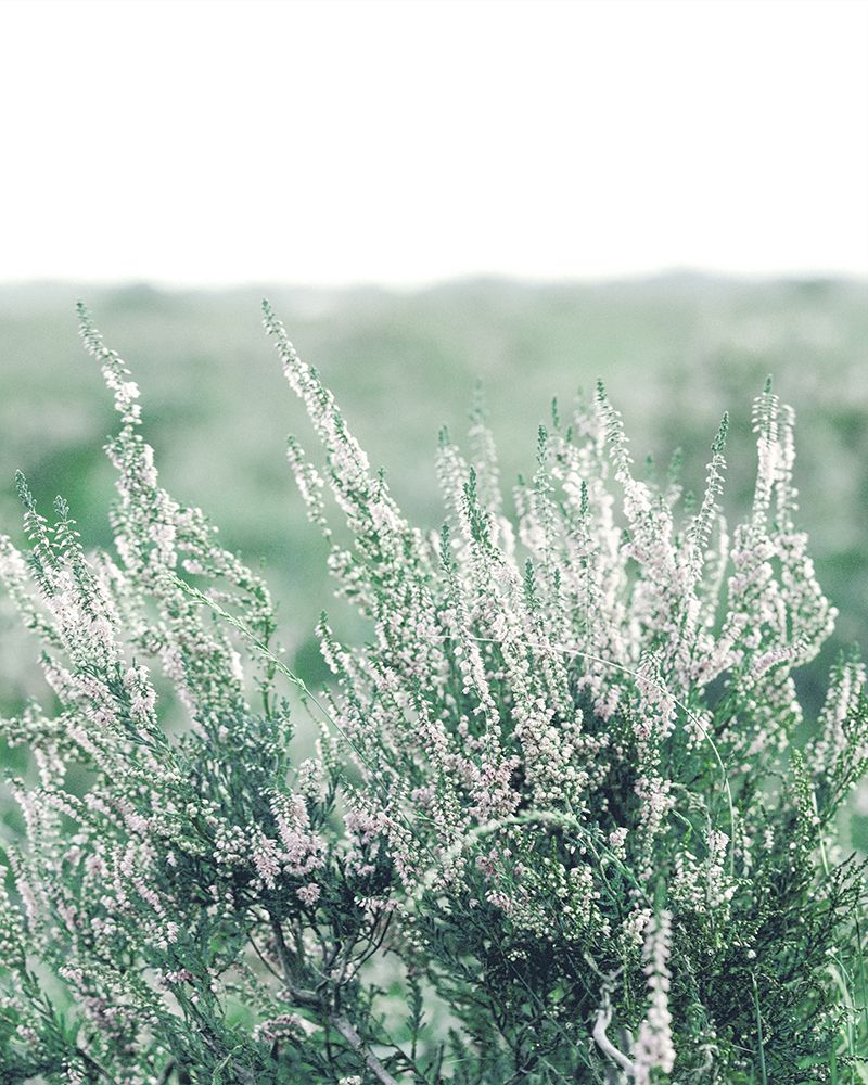 Bleached Fields art print by Leah Straatsma for $57.95 CAD