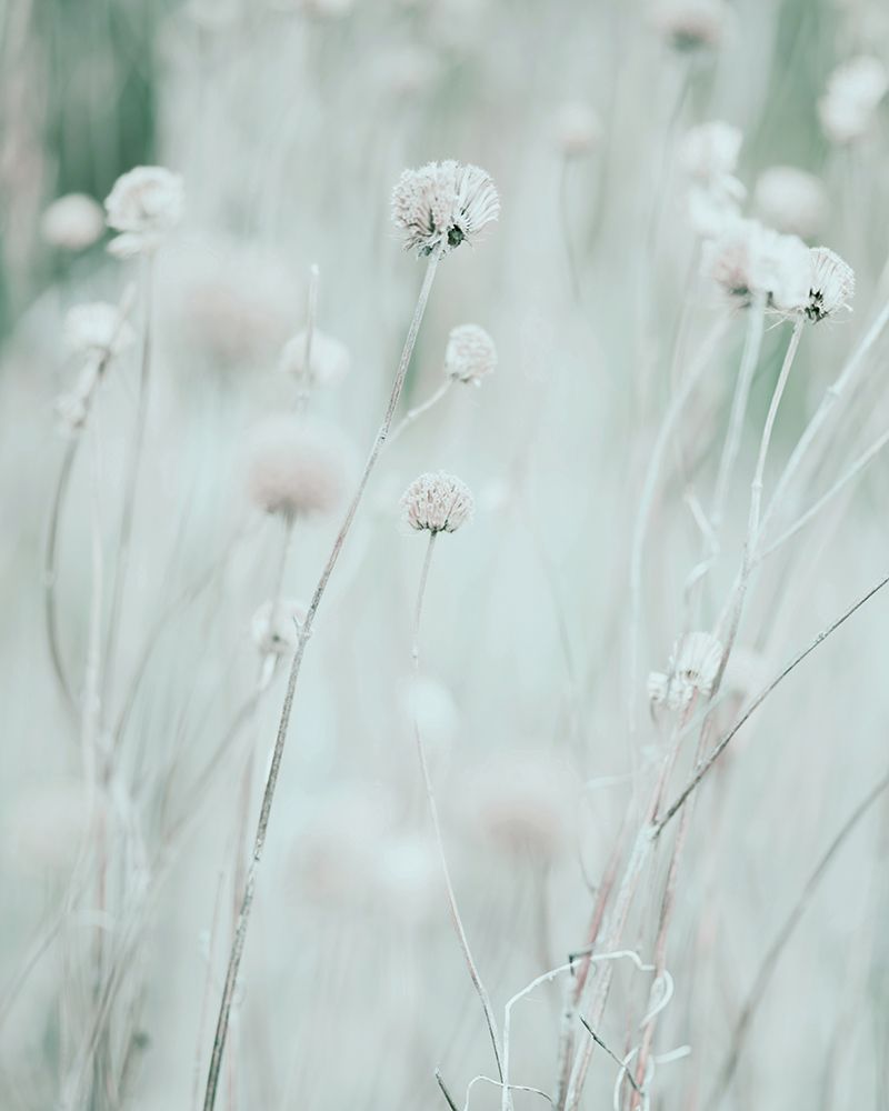 Dried Wildflowers art print by Leah Straatsma for $57.95 CAD