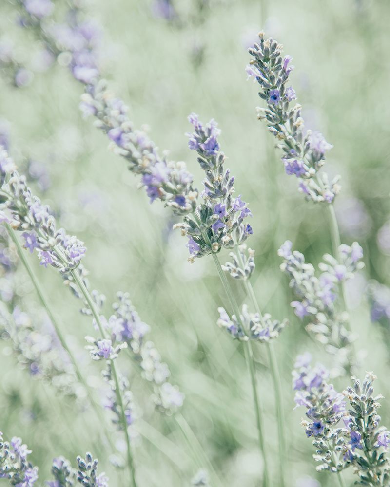 In The Field art print by Leah Straatsma for $57.95 CAD