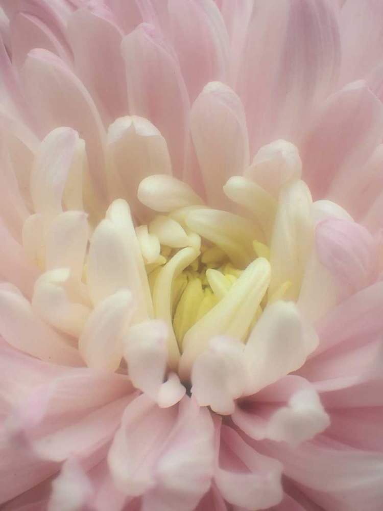 Blume Chrysantheme art print by May for $57.95 CAD