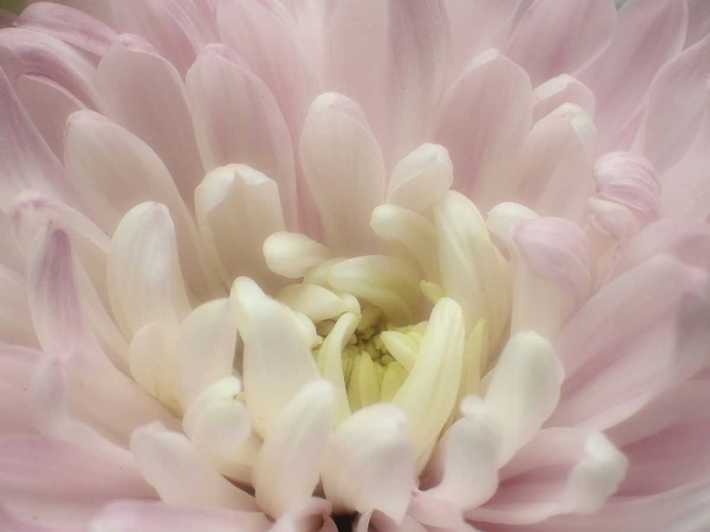 Blume Chrysantheme 2 art print by May for $57.95 CAD