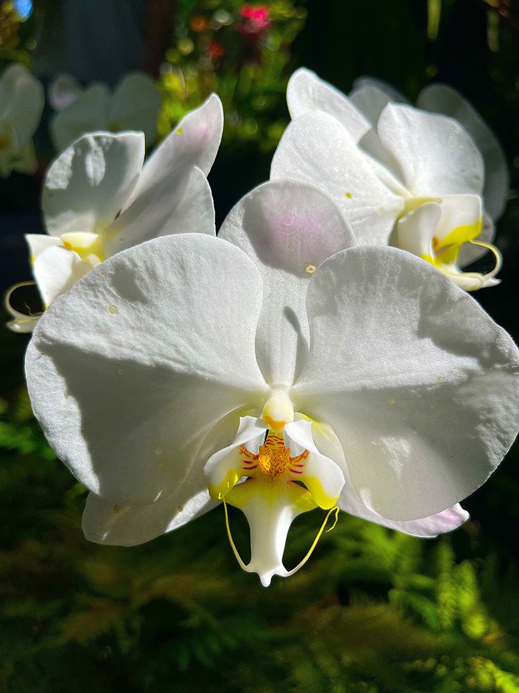 Orchid Peace In White art print by Melissa Nebula for $57.95 CAD