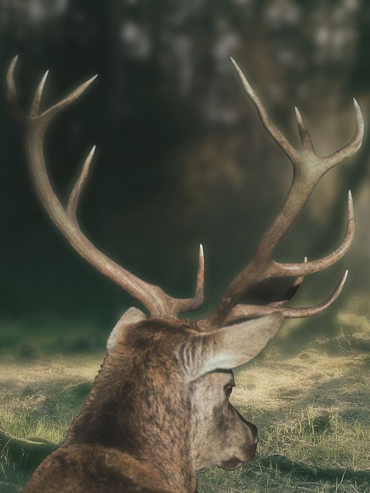 Wandering Buck art print by Marcus Prime for $57.95 CAD