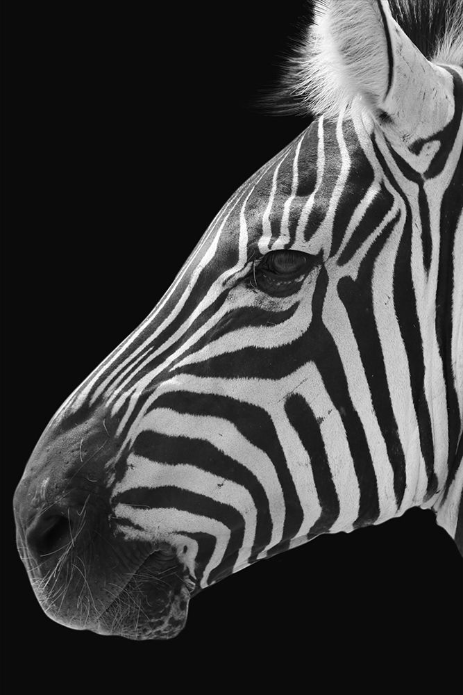 Lonesome Zebra 1 art print by Marcus Prime for $57.95 CAD