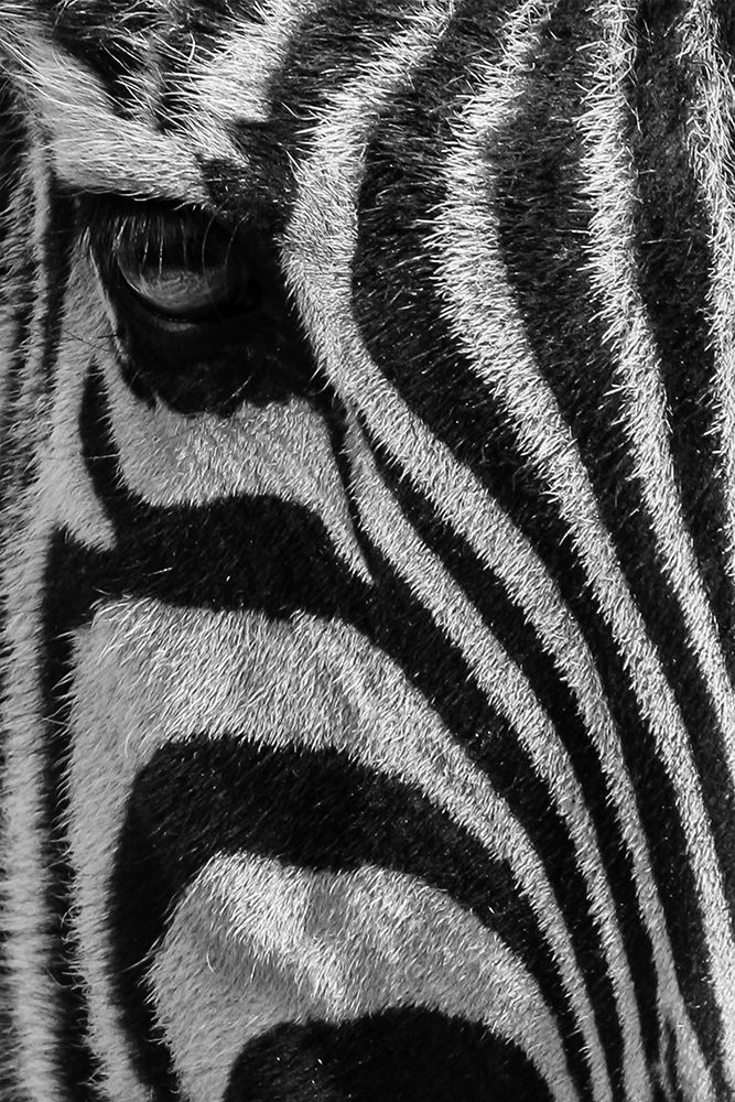 Lonesome Zebra 2 art print by Marcus Prime for $57.95 CAD