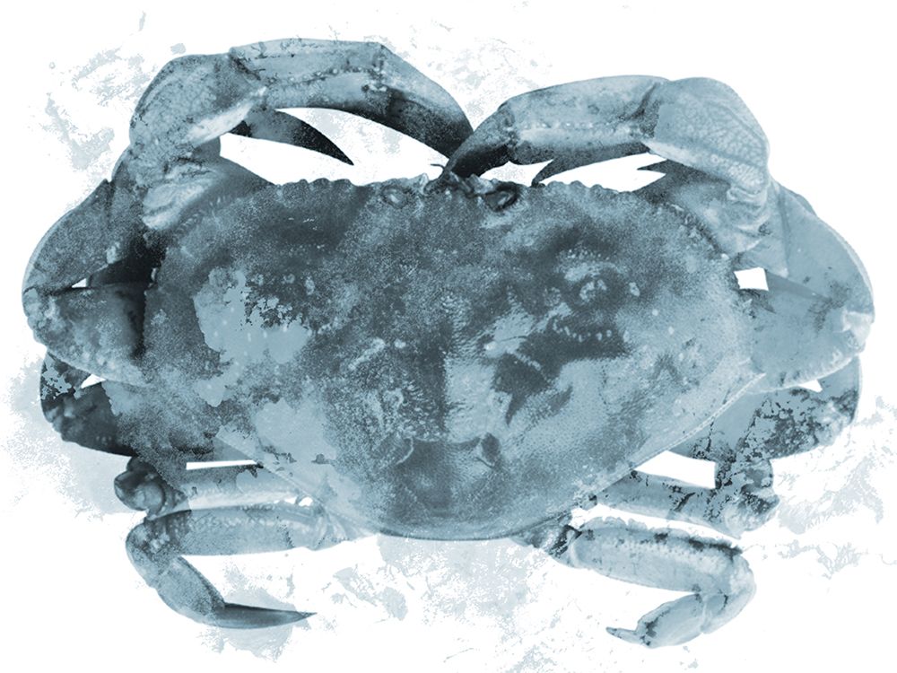 Weathered Crab art print by Marcus Prime for $57.95 CAD