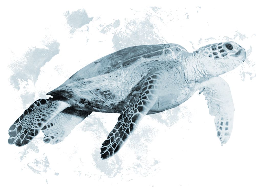 Weathered Turtle 2 art print by Marcus Prime for $57.95 CAD