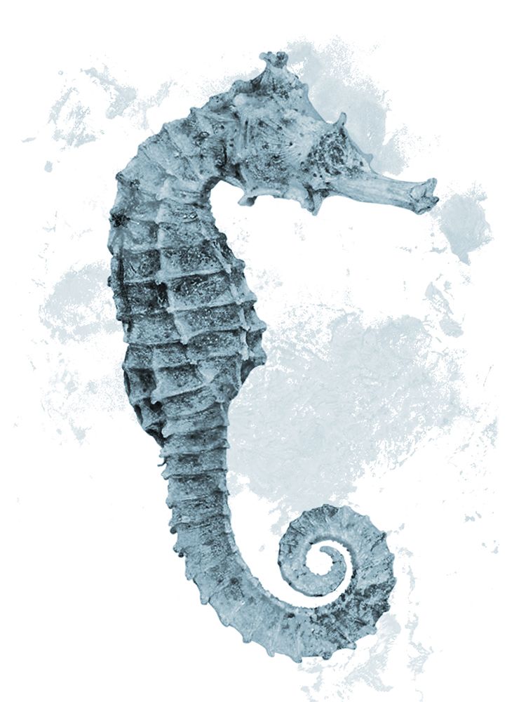 Weathered Seahorse art print by Marcus Prime for $57.95 CAD