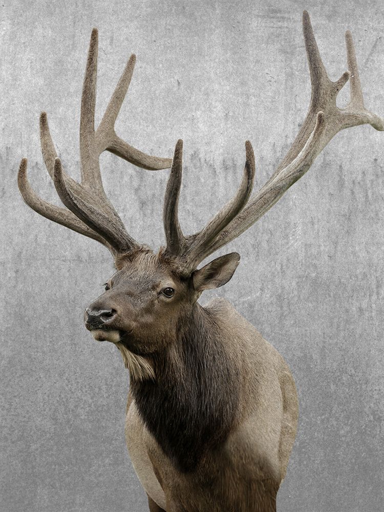 Vigilant Elk art print by Marcus Prime for $57.95 CAD