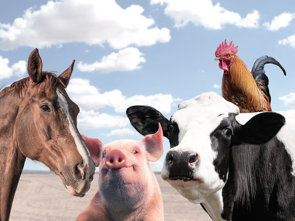 Farm Friends art print by Marcus Prime for $57.95 CAD