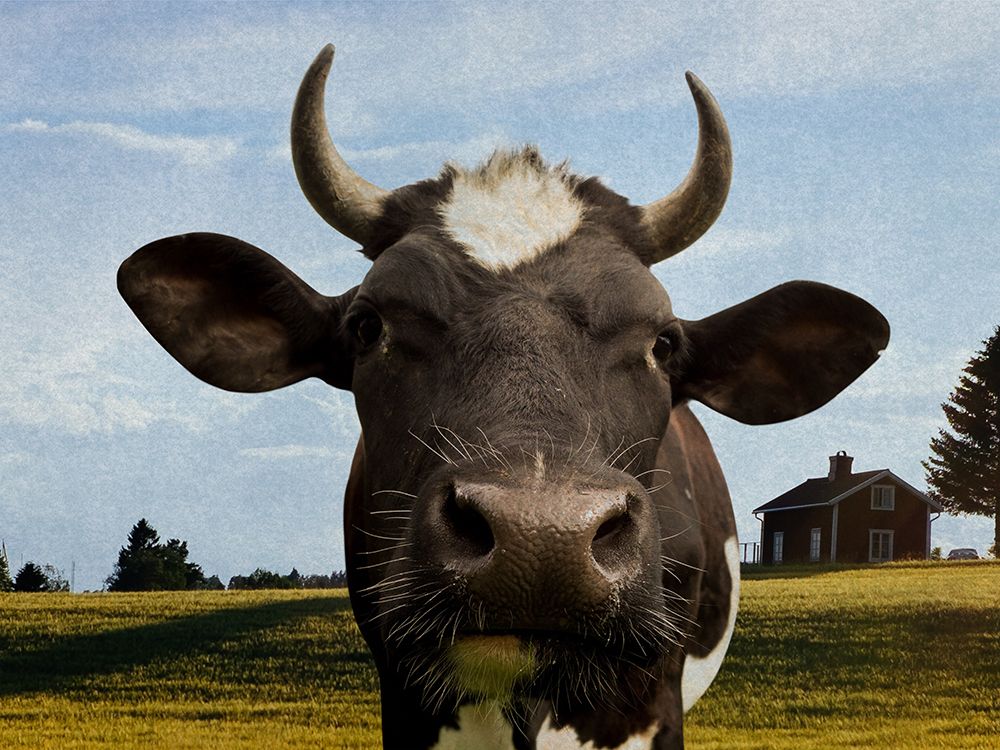 Farm Cow art print by Marcus Prime for $57.95 CAD