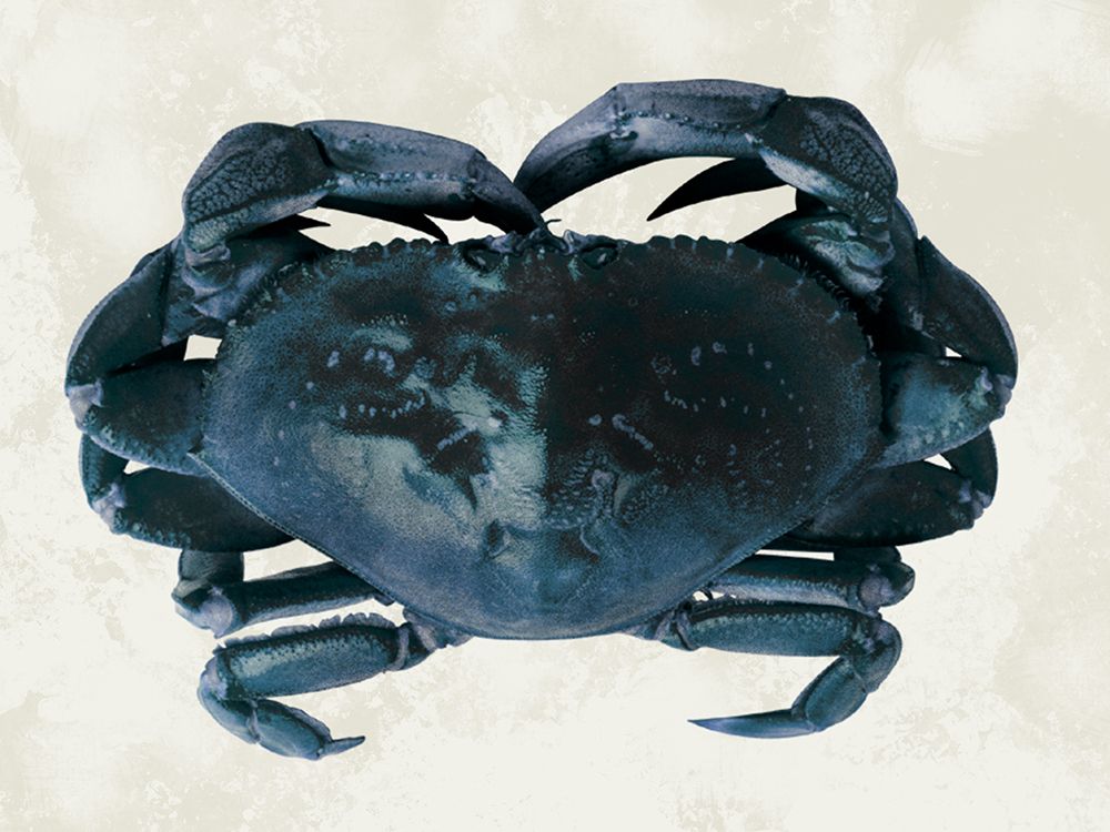 Vintage Crab art print by Marcus Prime for $57.95 CAD