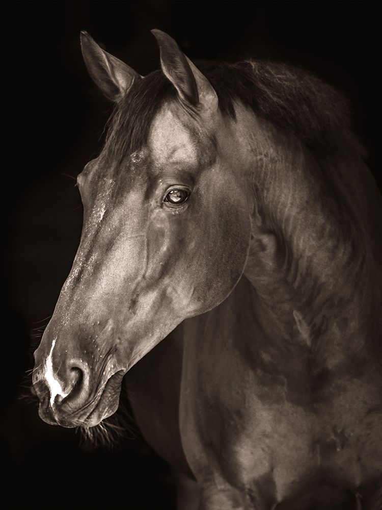Strong Stallion 1 art print by Marcus Prime for $57.95 CAD