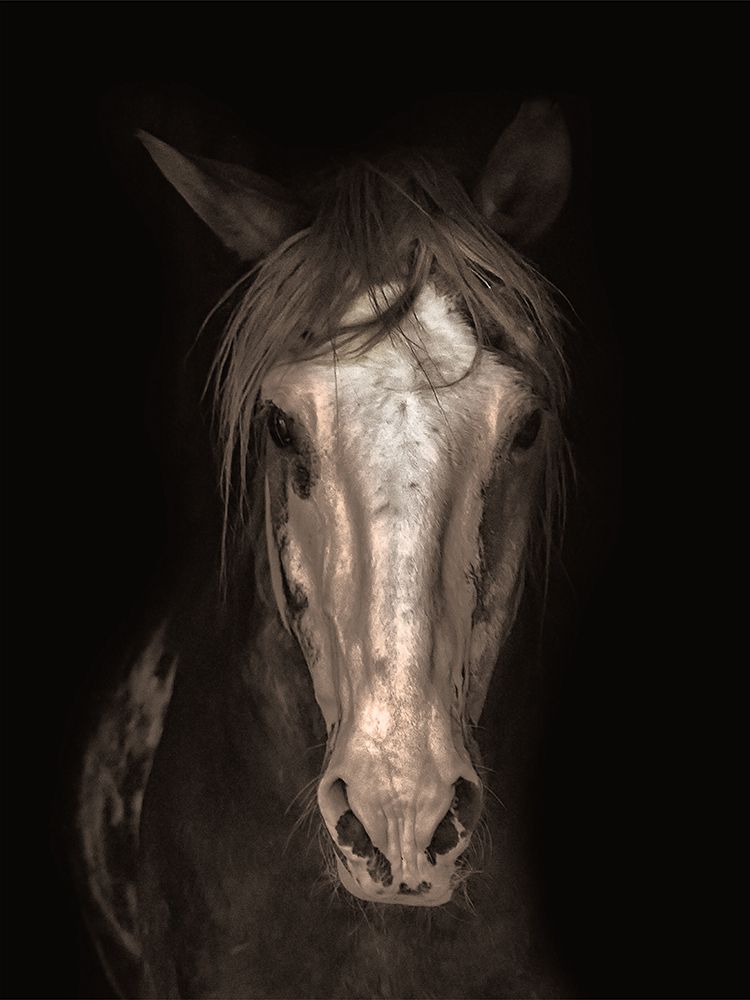 Strong Stallion 2 art print by Marcus Prime for $57.95 CAD