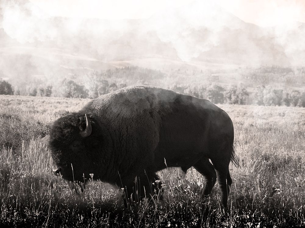 Wandering Bison 1 art print by Marcus Prime for $57.95 CAD