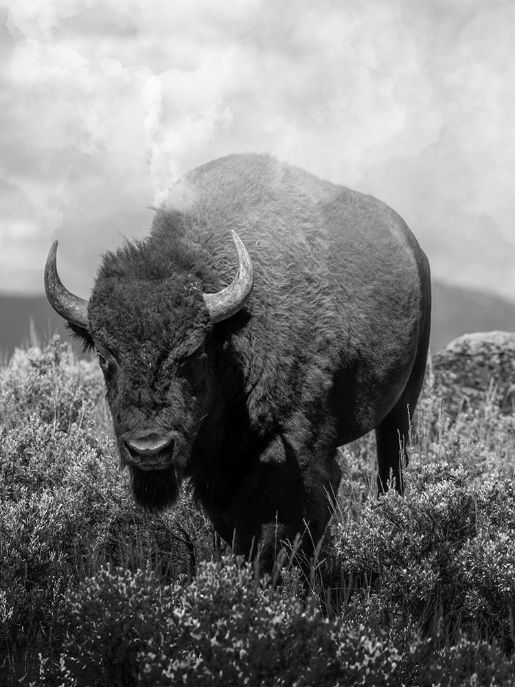 Wandering Bison 2 art print by Marcus Prime for $57.95 CAD
