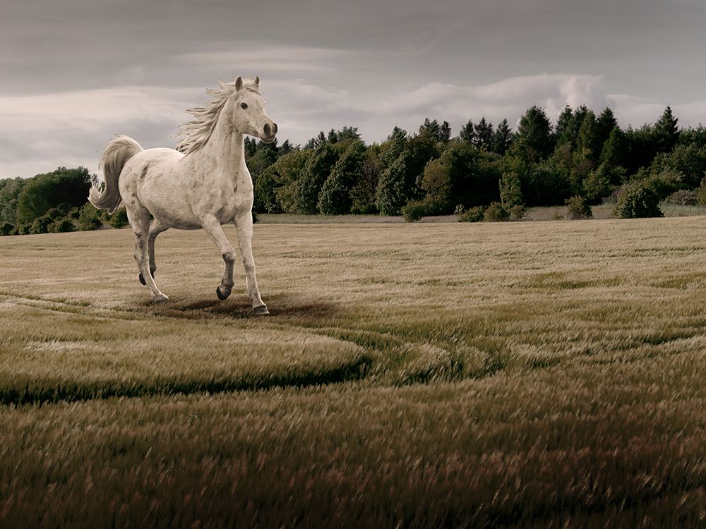 Galloping Thru The Field 1 art print by Marcus Prime for $57.95 CAD