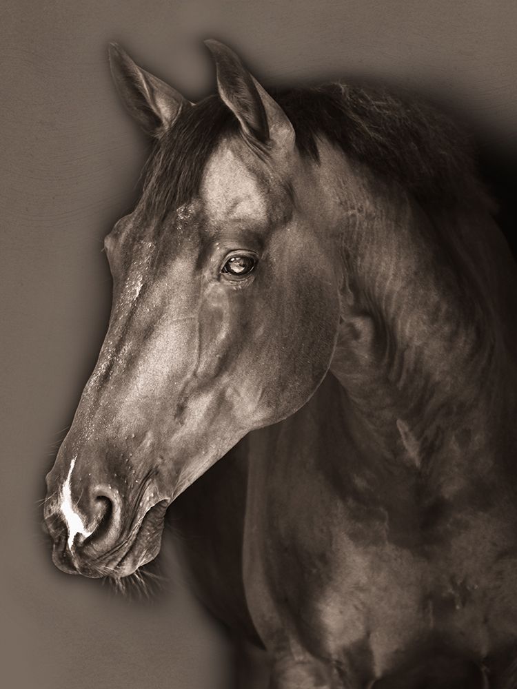 Stallion Portrait 1 art print by Marcus Prime for $57.95 CAD