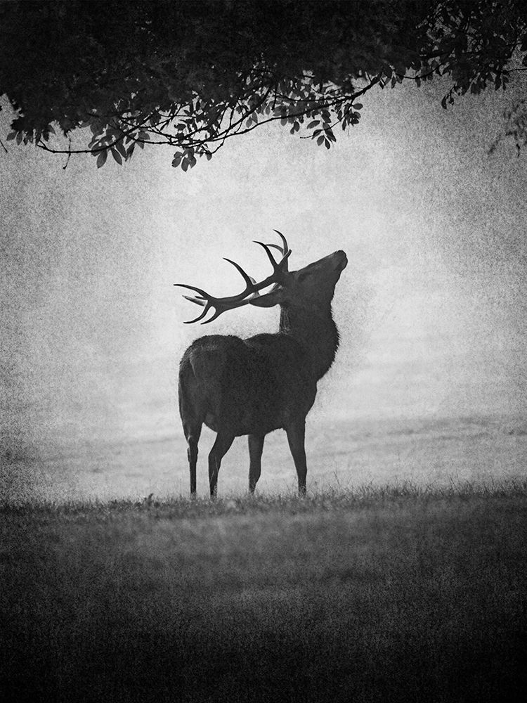 Moody Buck art print by Marcus Prime for $57.95 CAD