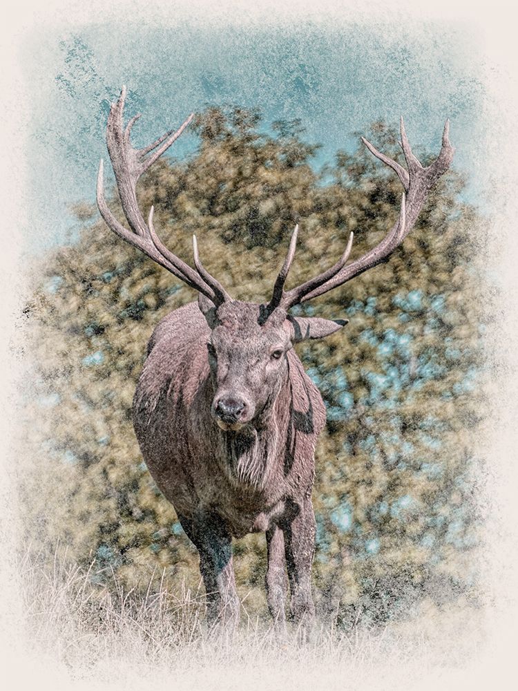 Lonesome Buck art print by Marcus Prime for $57.95 CAD