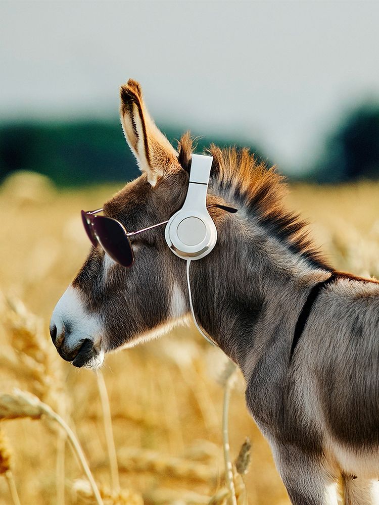 Vibing Donkey art print by Marcus Prime for $57.95 CAD