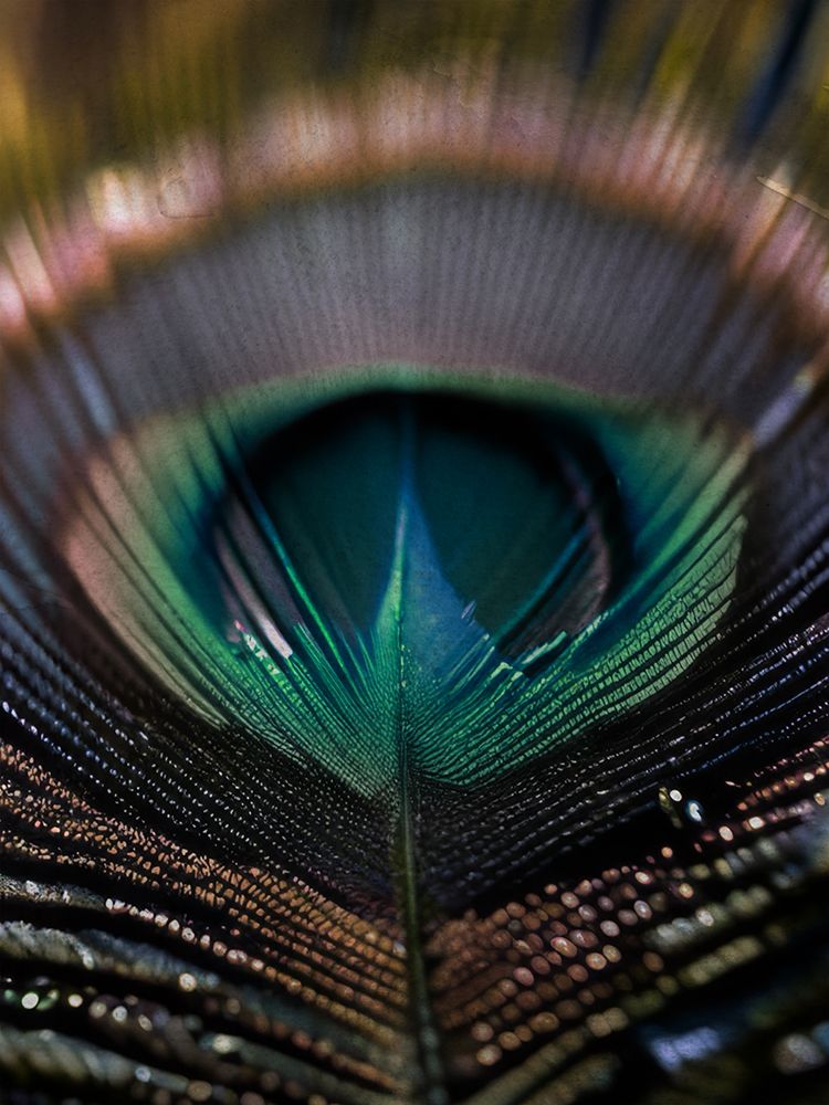 Mesmerizing Feather art print by Marcus Prime for $57.95 CAD