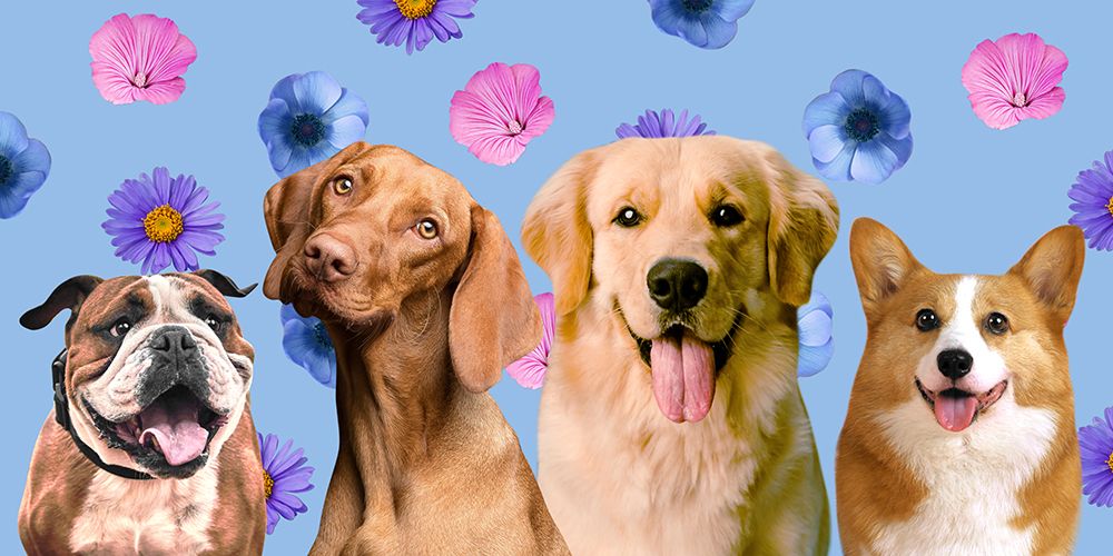 Dog Friends art print by Marcus Prime for $57.95 CAD