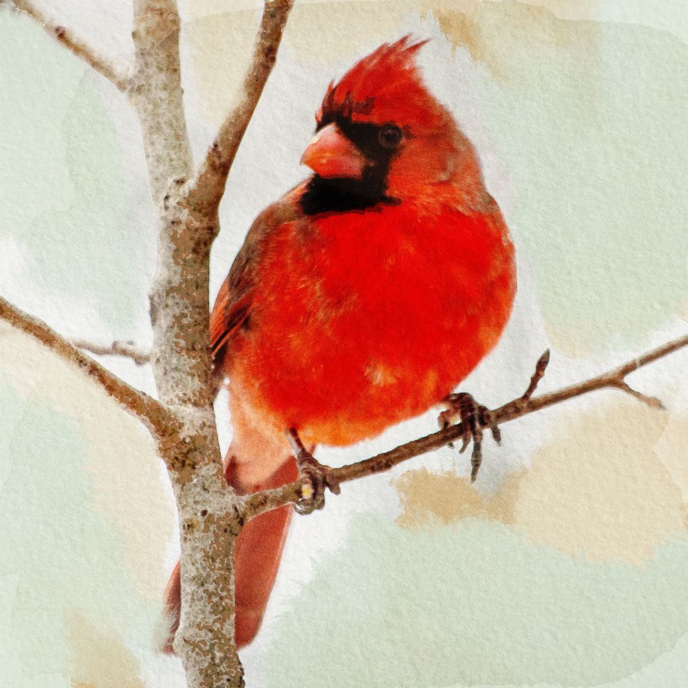 Watchful Cardinal art print by Marcus Prime for $57.95 CAD