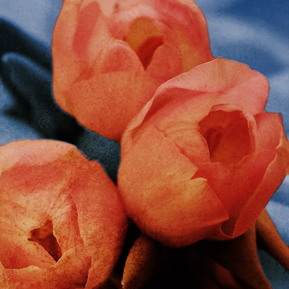 Floral Spice V2 art print by Marcus Prime for $57.95 CAD