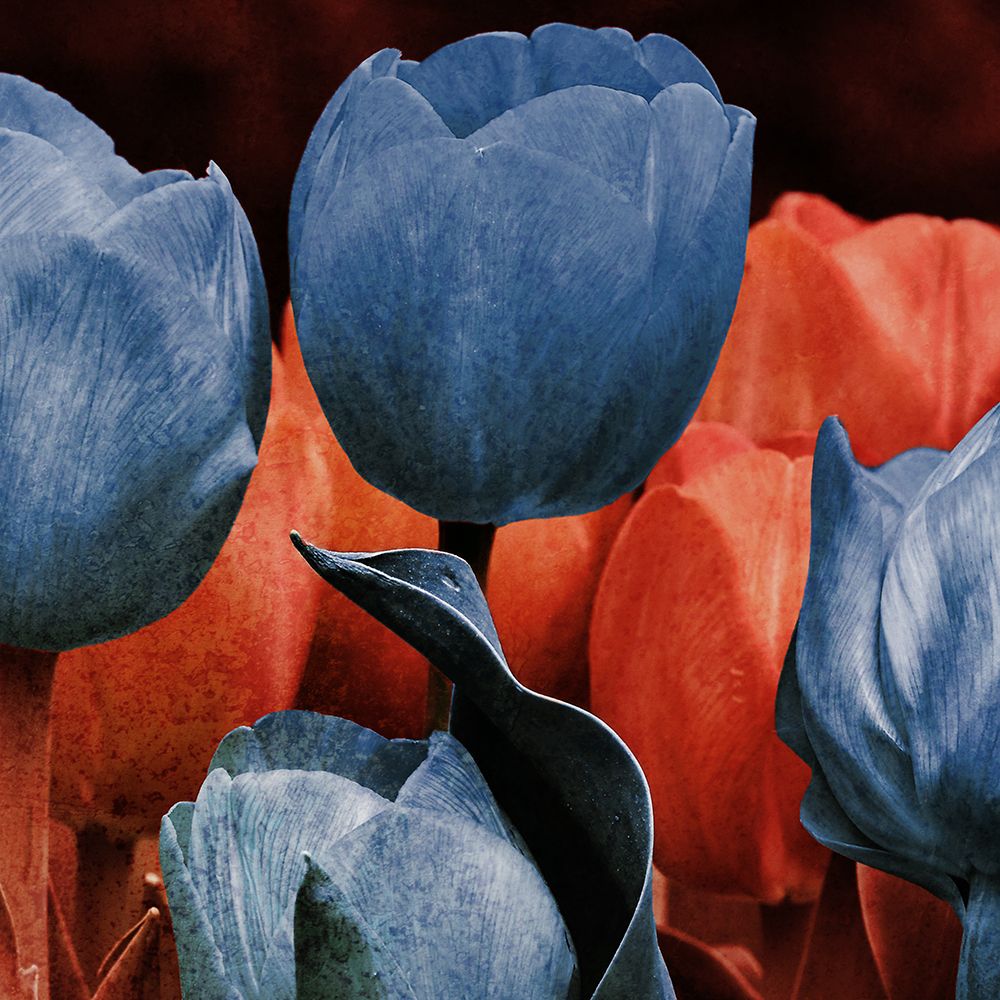 Floral Spice 2 V2 art print by Marcus Prime for $57.95 CAD