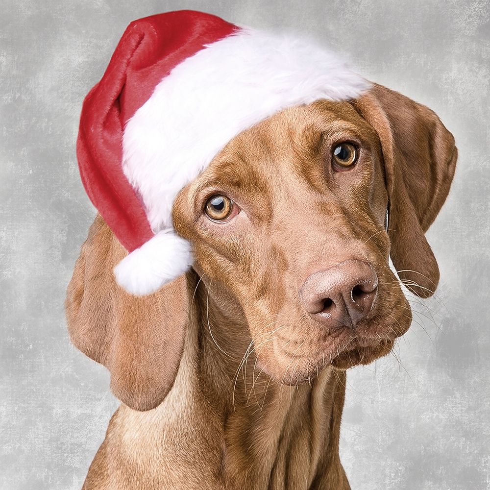 Christmas Pup 1 art print by Marcus Prime for $57.95 CAD
