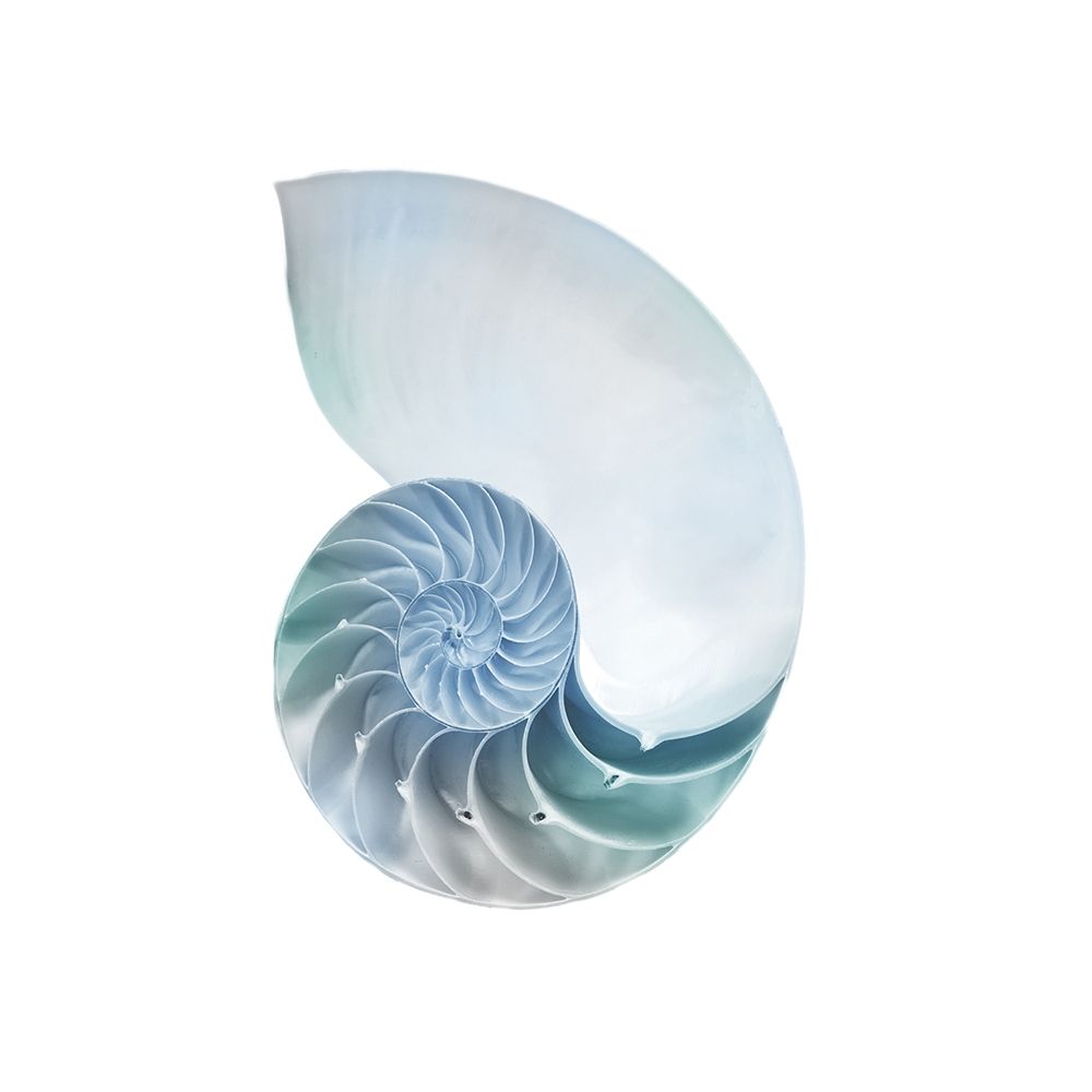 Seaside Shell 4 art print by Marcus Prime for $57.95 CAD