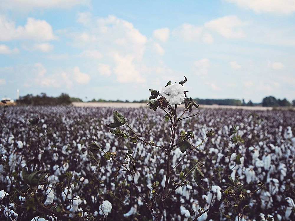 Heavy Cotton Field art print by Michele Reed for $57.95 CAD