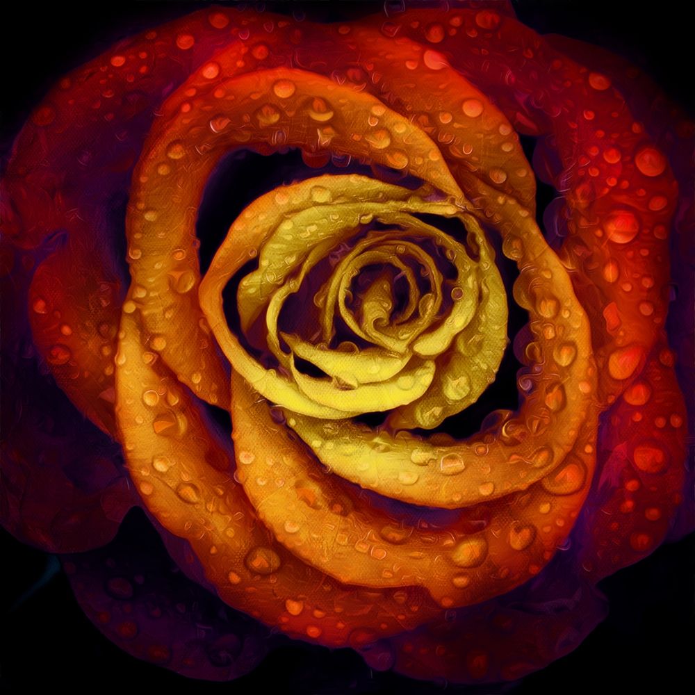 Bright Wet Rose art print by Mlli Villa for $57.95 CAD