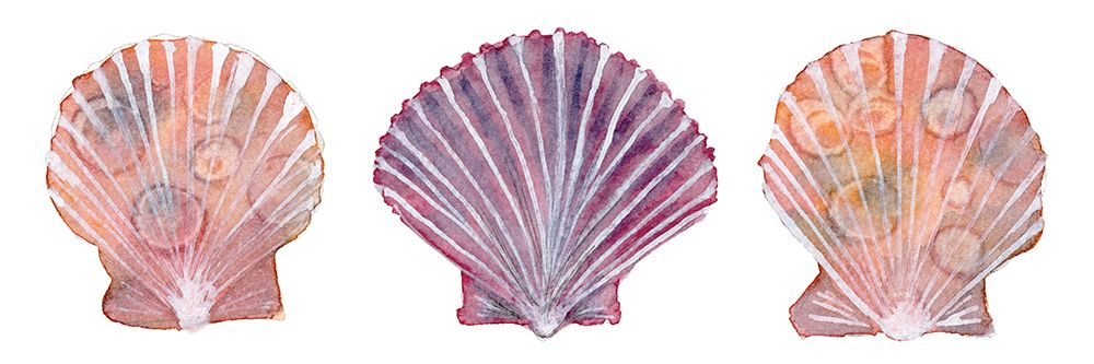 Peachy Scallops art print by Patti Bishop for $57.95 CAD