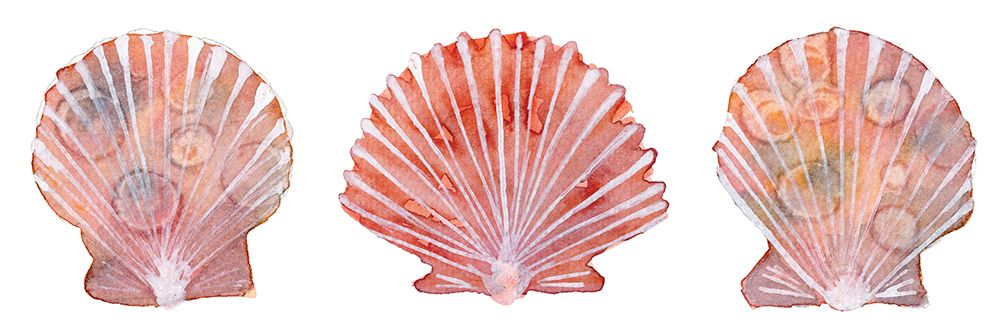 Peachy Scallops 2 art print by Patti Bishop for $57.95 CAD