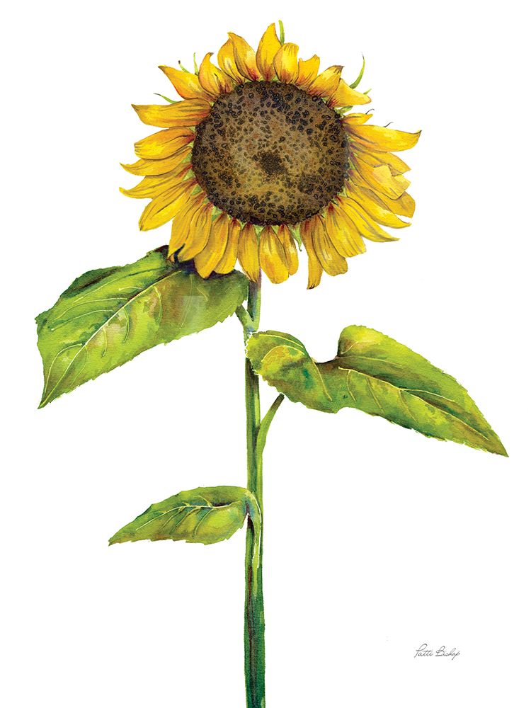 Sunflower 1 art print by Patti Bishop for $57.95 CAD