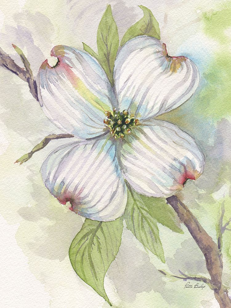 Dogwood art print by Patti Bishop for $57.95 CAD