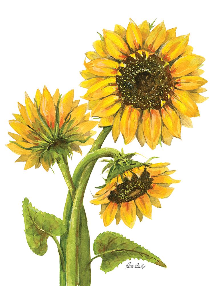 Sunflower Trio art print by Patti Bishop for $57.95 CAD