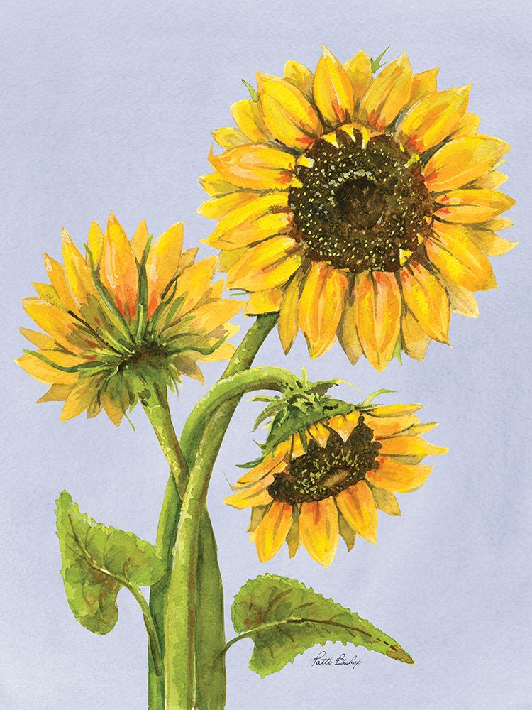 Sunflower Trio 1 art print by Patti Bishop for $57.95 CAD