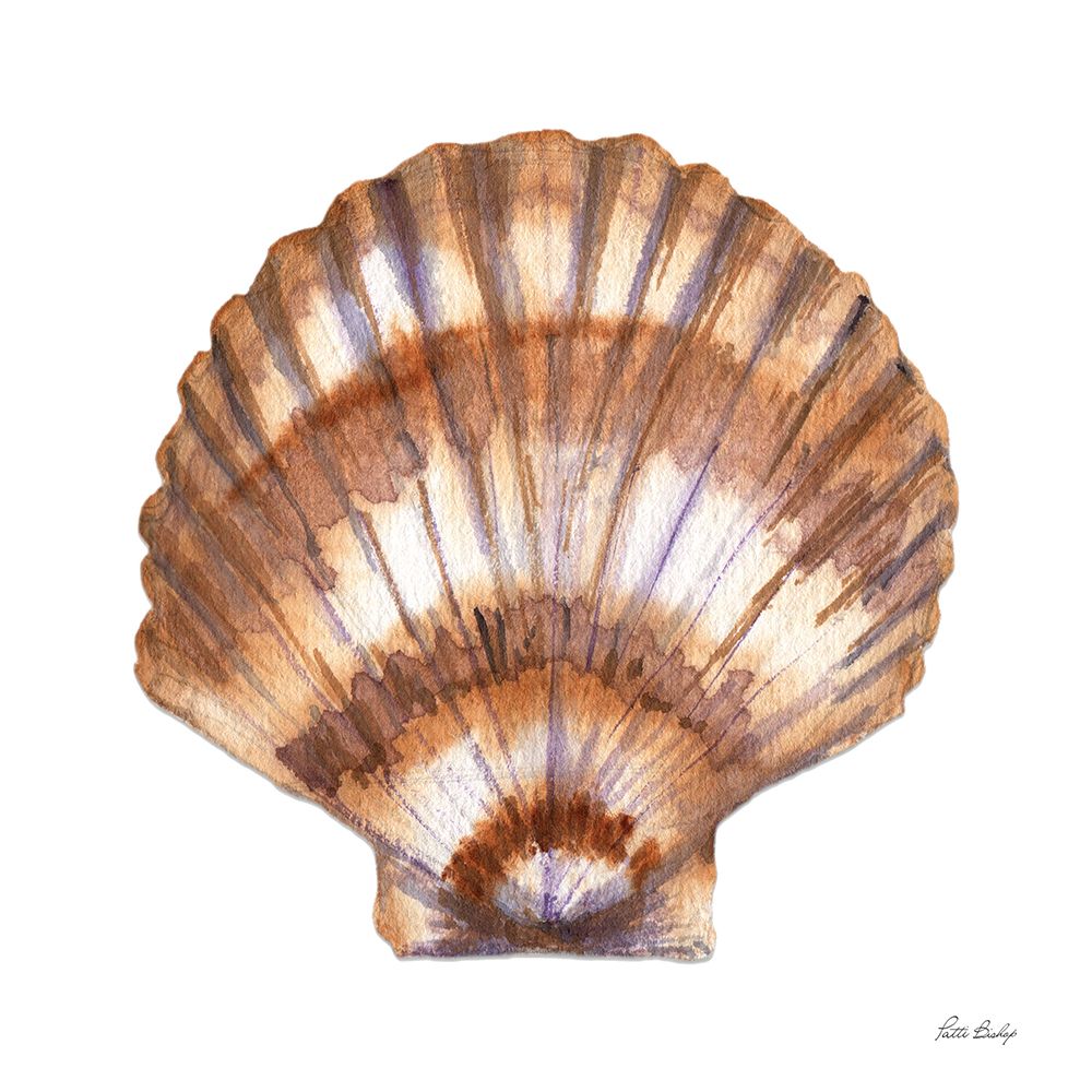 Tan Shell Scallop art print by Patti Bishop for $57.95 CAD
