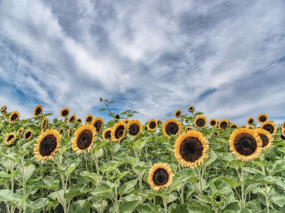 Sunflower Field art print by Pat DeLuca for $57.95 CAD