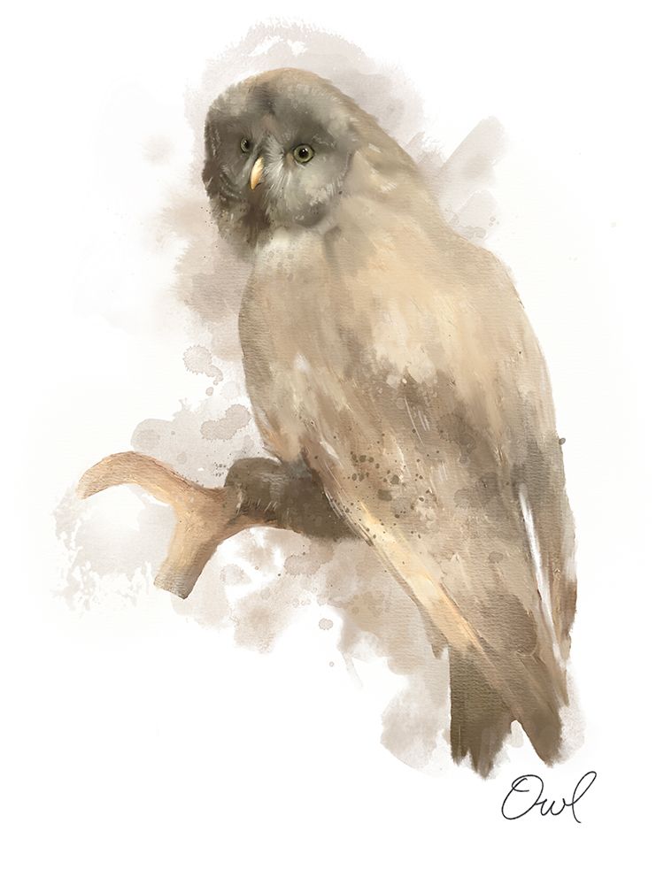 Animal Woodland Owl art print by Matthew Piotrowicz for $57.95 CAD